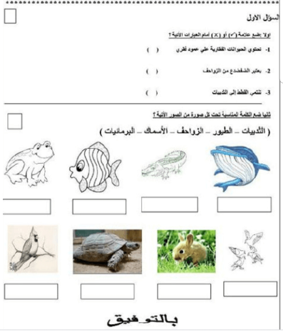 فقريات لا فقريات